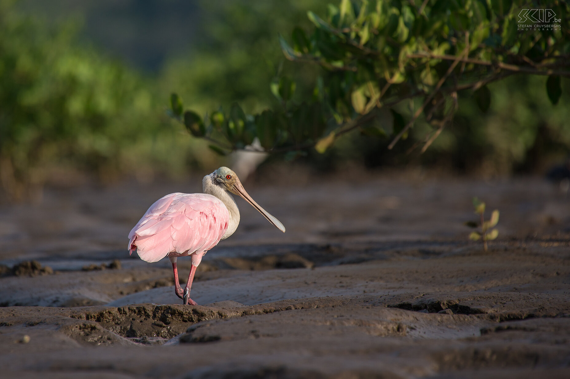 Tarcoles river - Roseate spoonbill  Stefan Cruysberghs